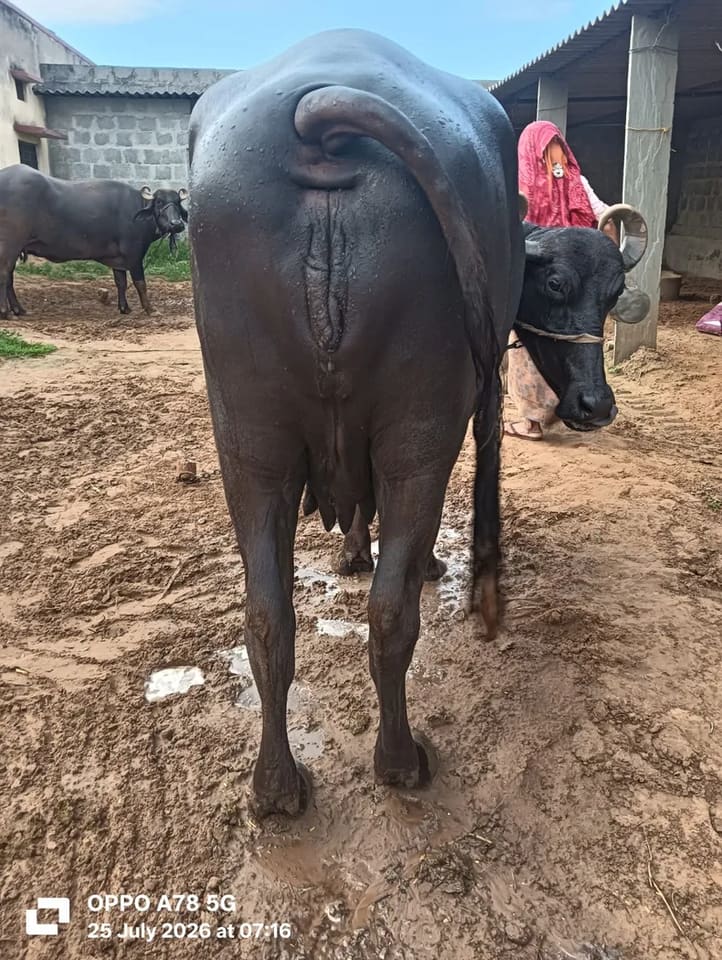 Banni  Buffalo in  RAJASTHAN