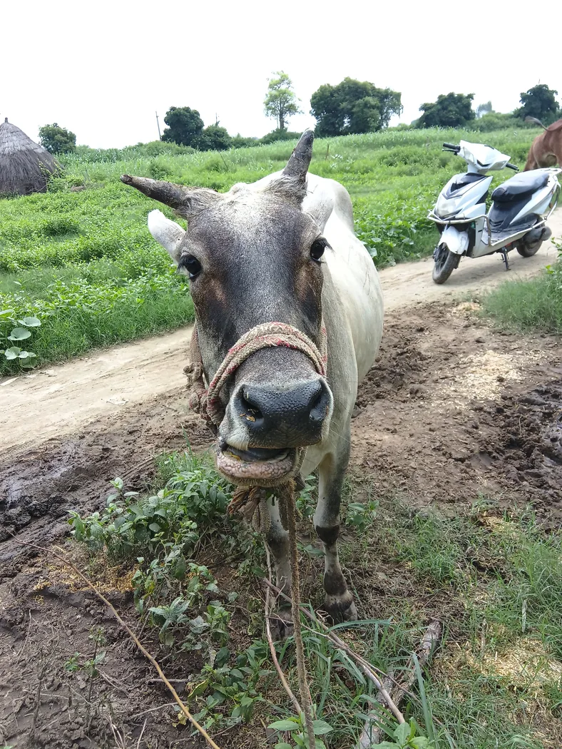 Tharparkar Cow in JAMMU AND KASHMIR