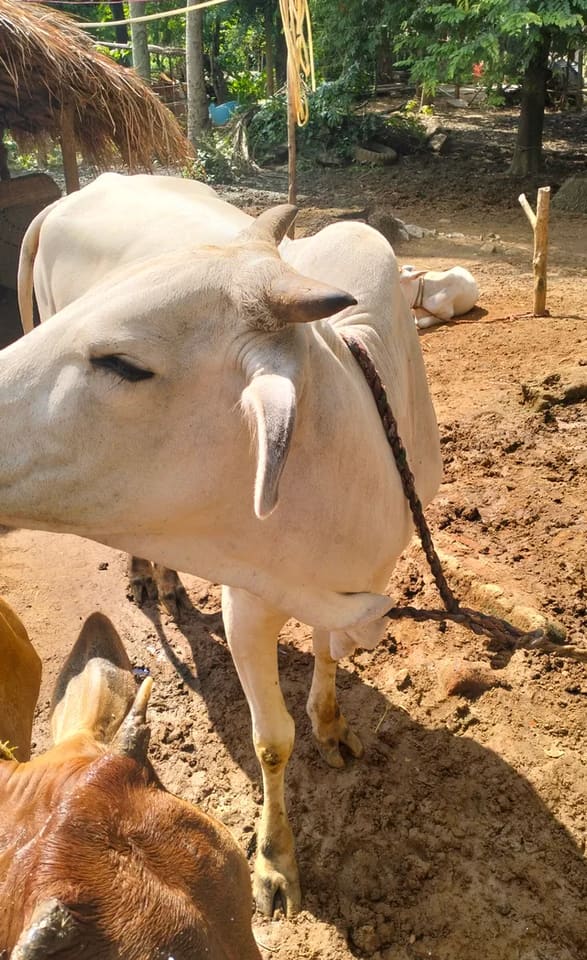 Others Cow in  ANDHRA PRADESH