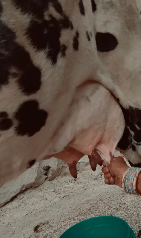 in RAJASTHAN