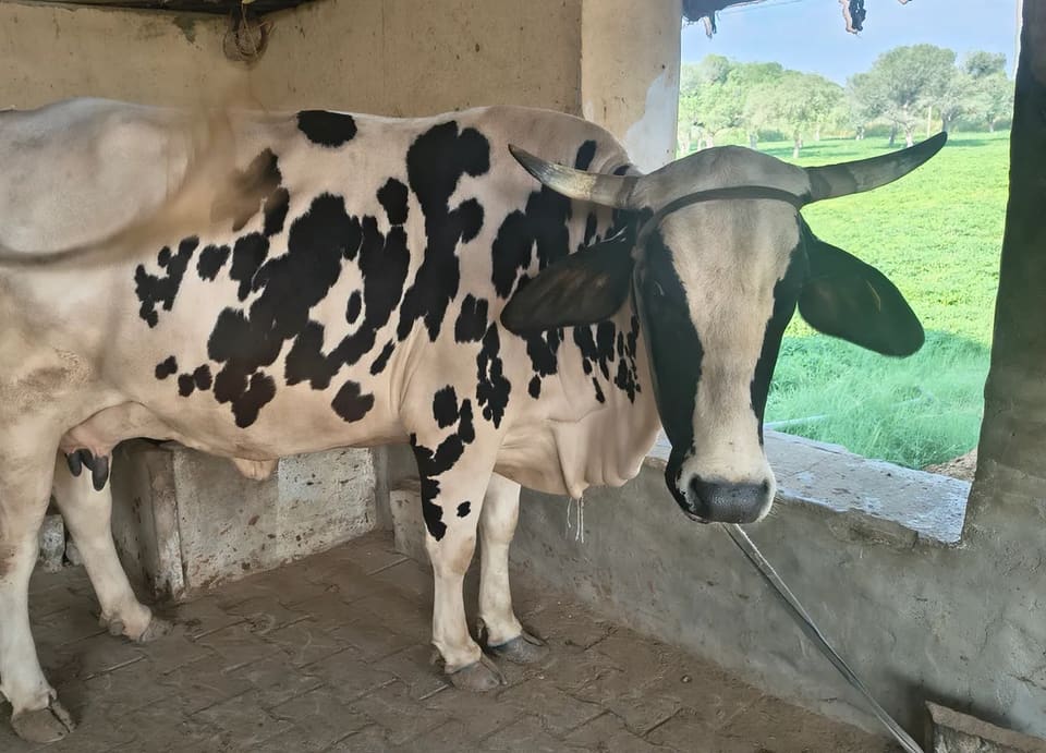 Others Cow in  RAJASTHAN