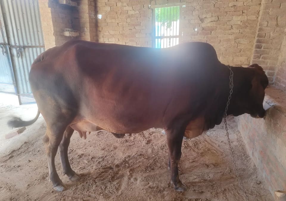 Sahiwal Cow in  PUNJAB