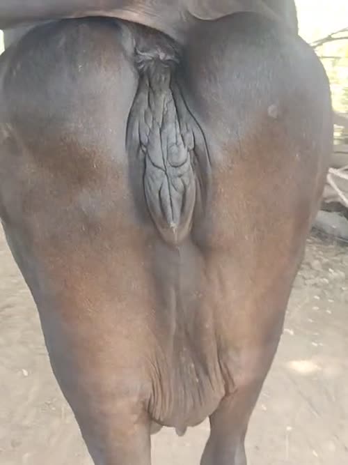 Jersey Cow J1600 in  HARYANA