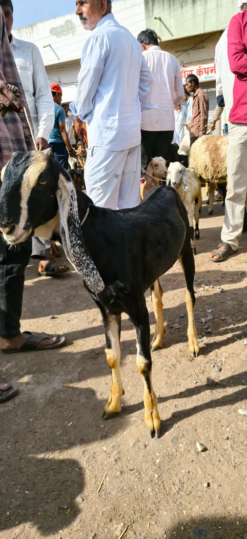 Sirohi Goat in  MAHARASHTRA