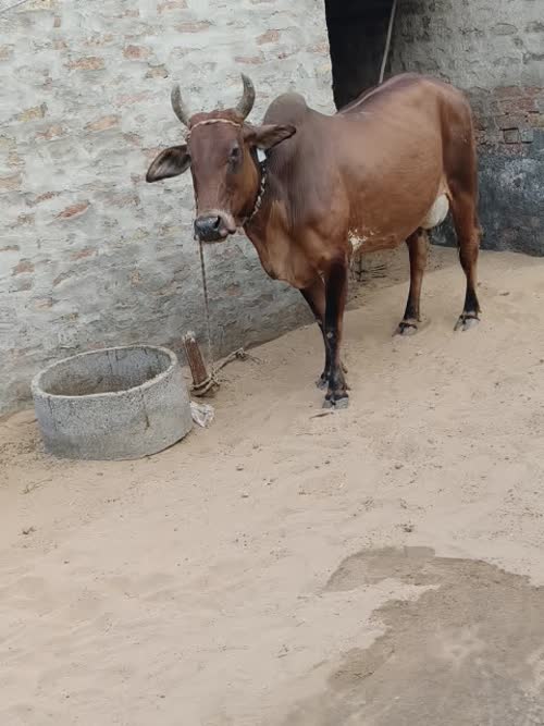 Sahiwal Cow S1922 in  RAJASTHAN