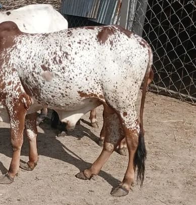Others Cow in  GUJARAT