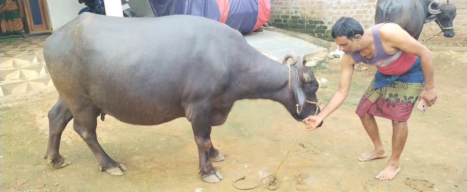 Jafarabadi Buffalo J0463 in  MADHYA PRADESH