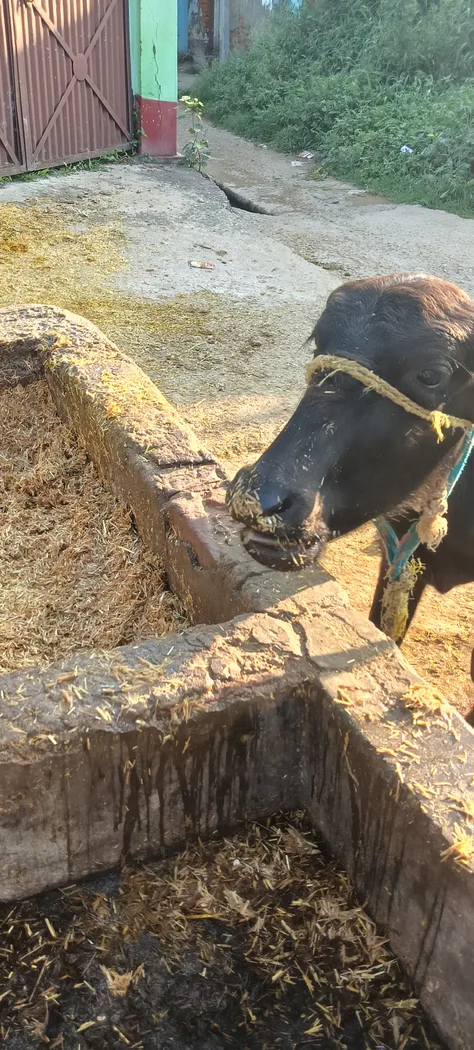 Others Buffalo in  BIHAR