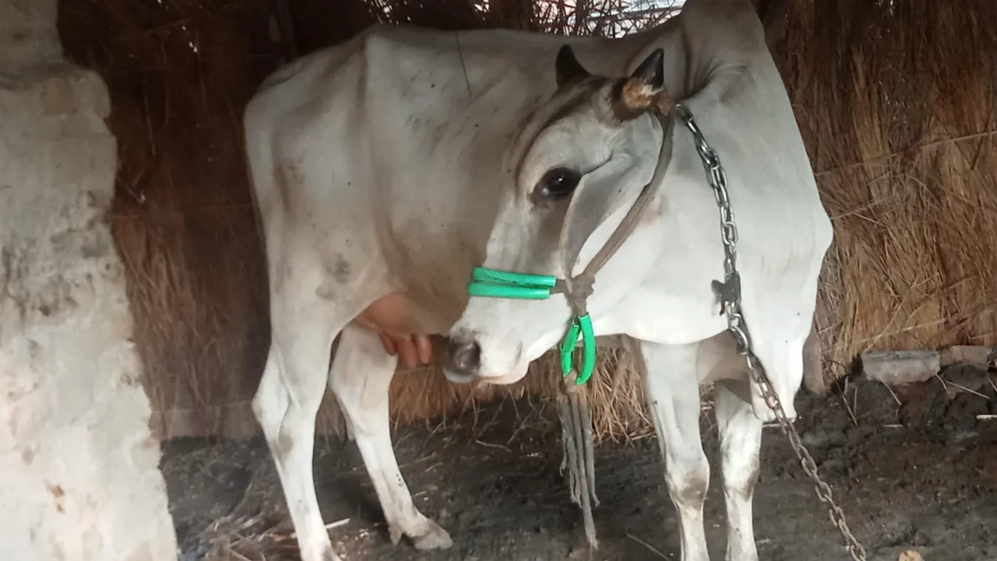 Others Cow in  UTTAR PRADESH