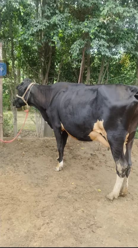 HF Cow H3213 in  DELHI