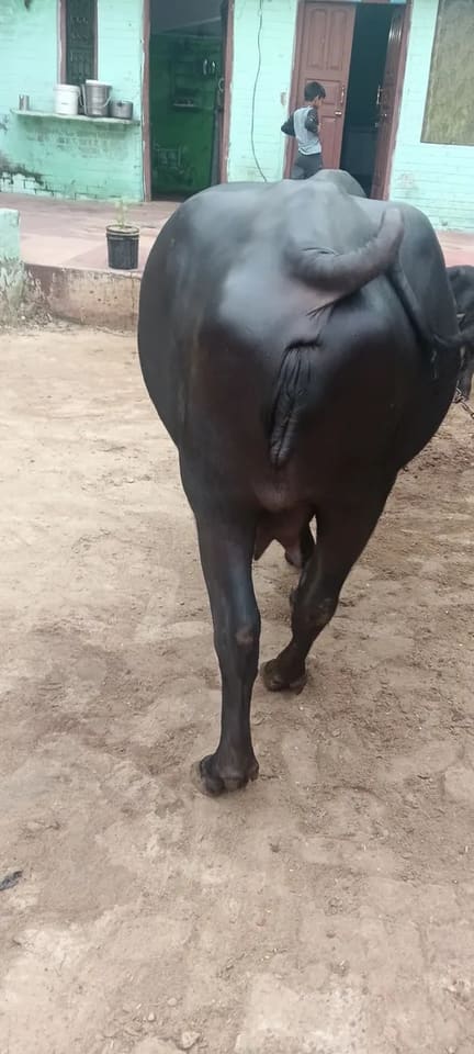 Murrah Buffalo in  RAJASTHAN