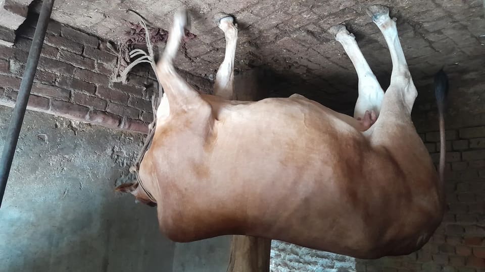Sahiwal Heifer Cow S1853 in  UTTAR PRADESH