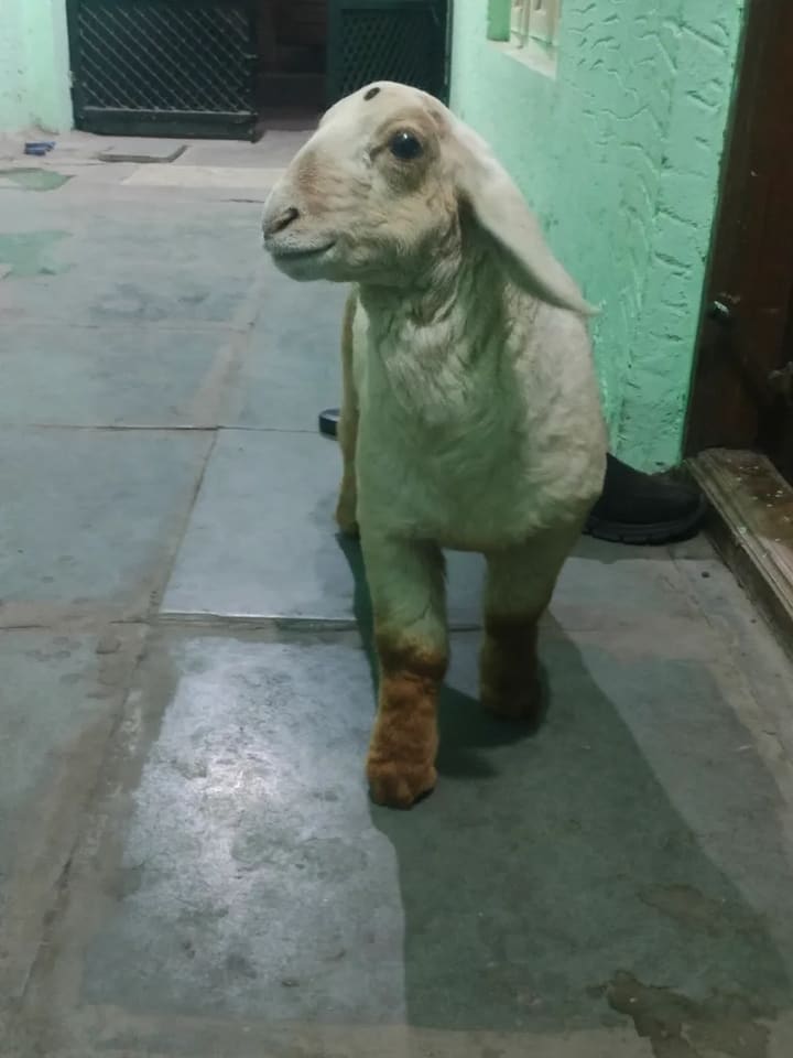 Bannur Sheep B0262 in  KARNATAKA