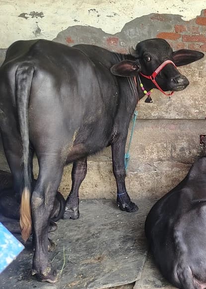 हरियाणवी Heifer Buffalo O0749 in  HARYANA