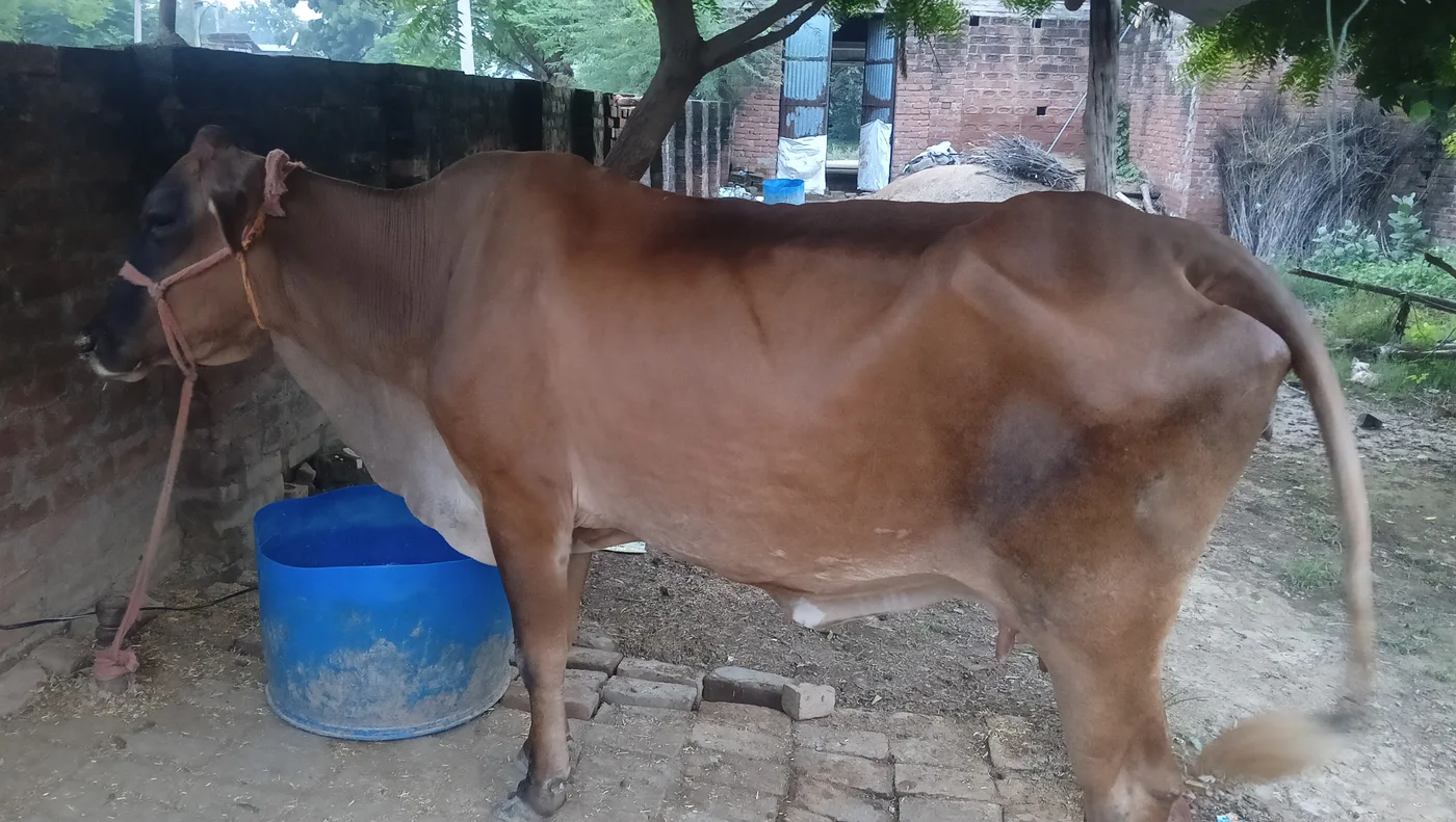 Sahiwal Cow in UTTAR PRADESH