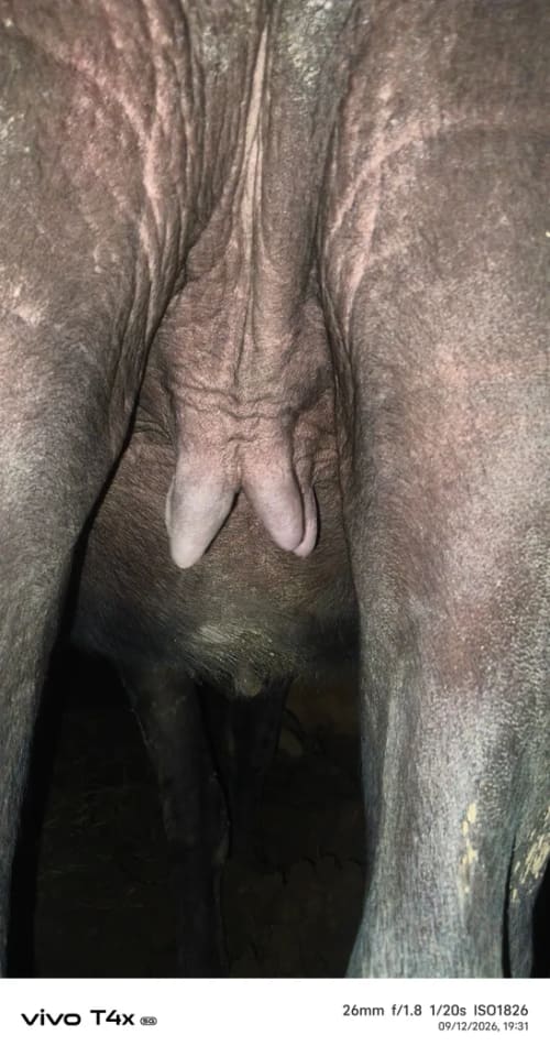 Murrah Buffalo in  UTTAR PRADESH