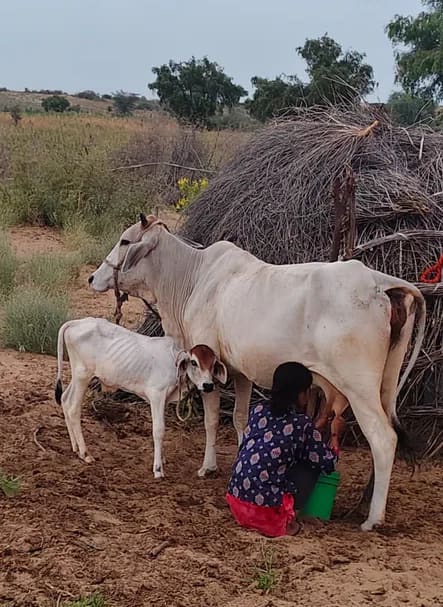 Jersey Cow J1555 in  RAJASTHAN