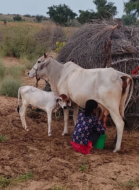 Jersey Cow in  RAJASTHAN