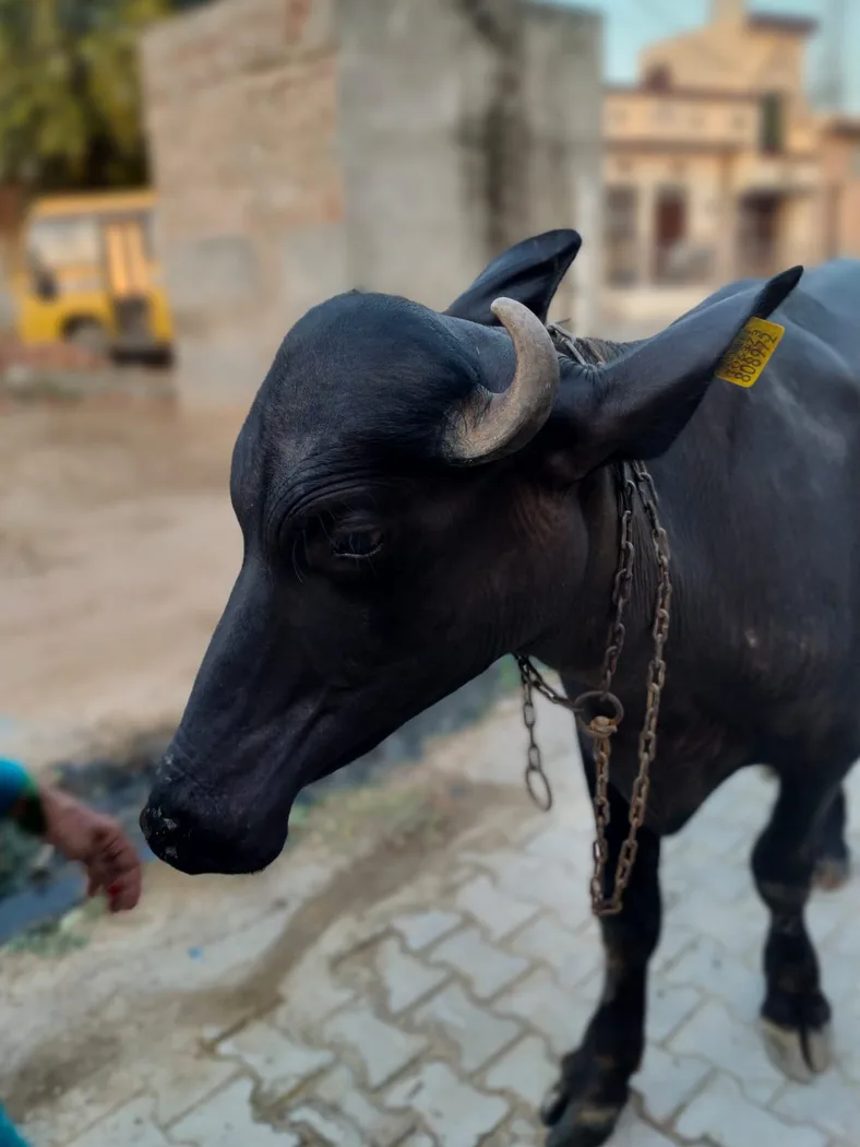 Murrah Buffalo in  HARYANA