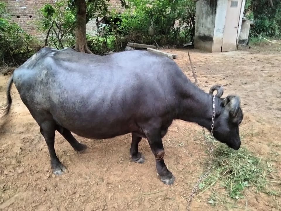 Banni  Buffalo B0560 in  GUJARAT