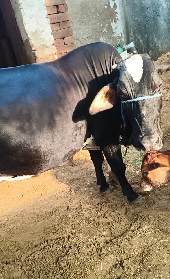 HF Cow in  RAJASTHAN
