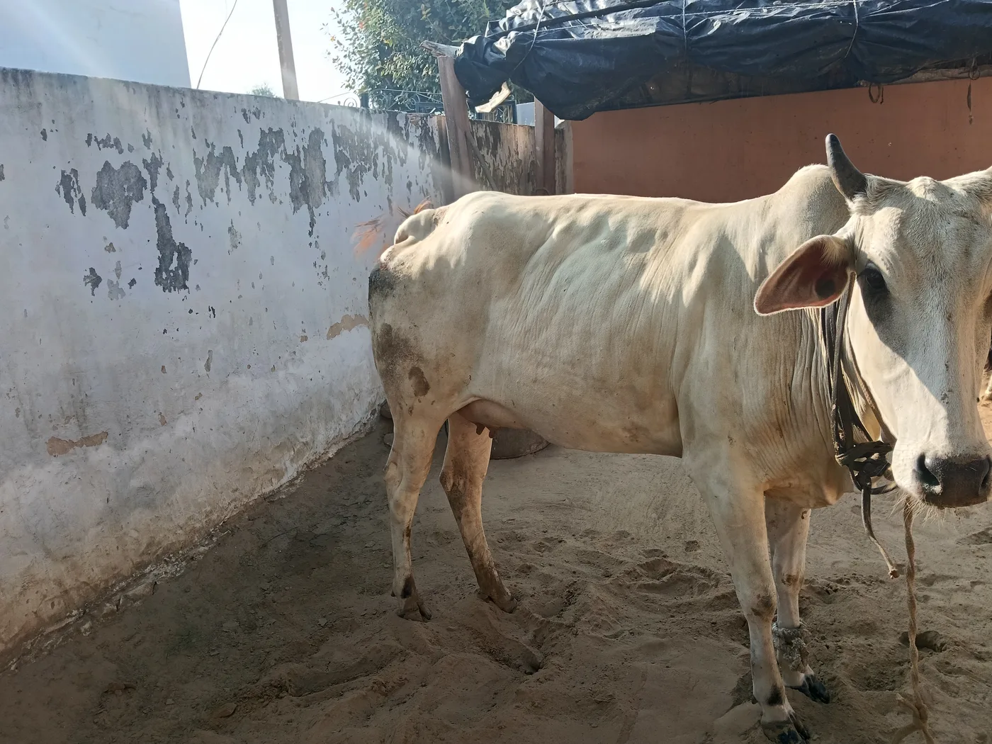 Others Cow in  RAJASTHAN