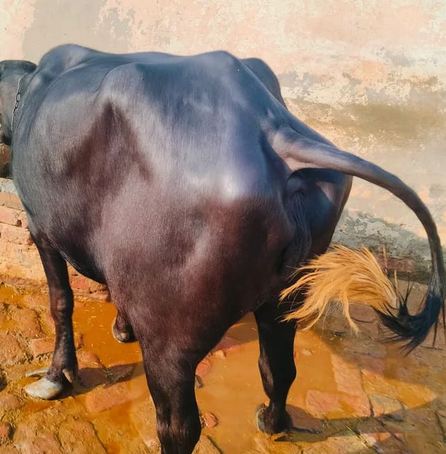 Mixed muraa Buffalo O0811 in  RAJASTHAN