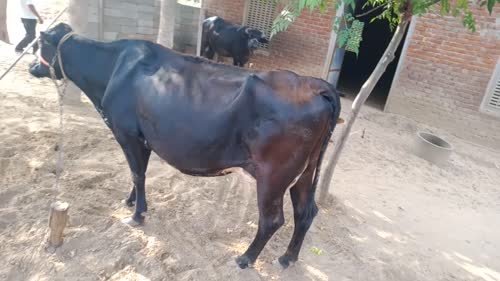 Jersey Cow J1567 in  RAJASTHAN