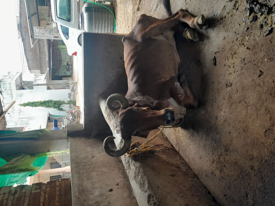 Vilwadri Cow in  GUJARAT