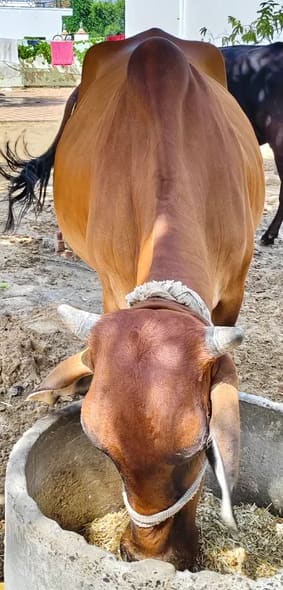 Sahiwal Cow in  RAJASTHAN