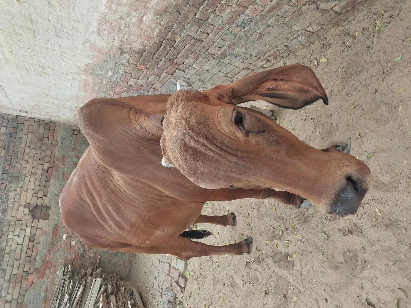 Sahiwal Heifer Cow S1986 in  HARYANA
