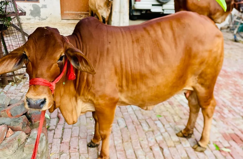 Sahiwal Heifer Cow S1915 in  NA
