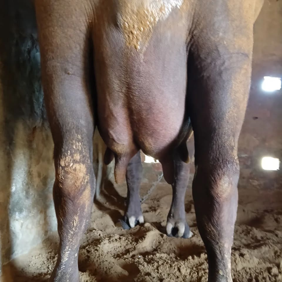 Murrah Buffalo in  RAJASTHAN