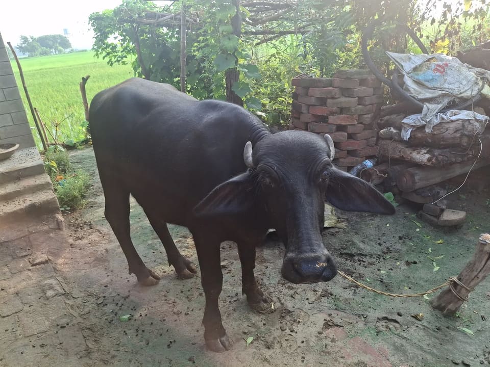 Murra cross Bhaisa O0837 in  UTTAR PRADESH