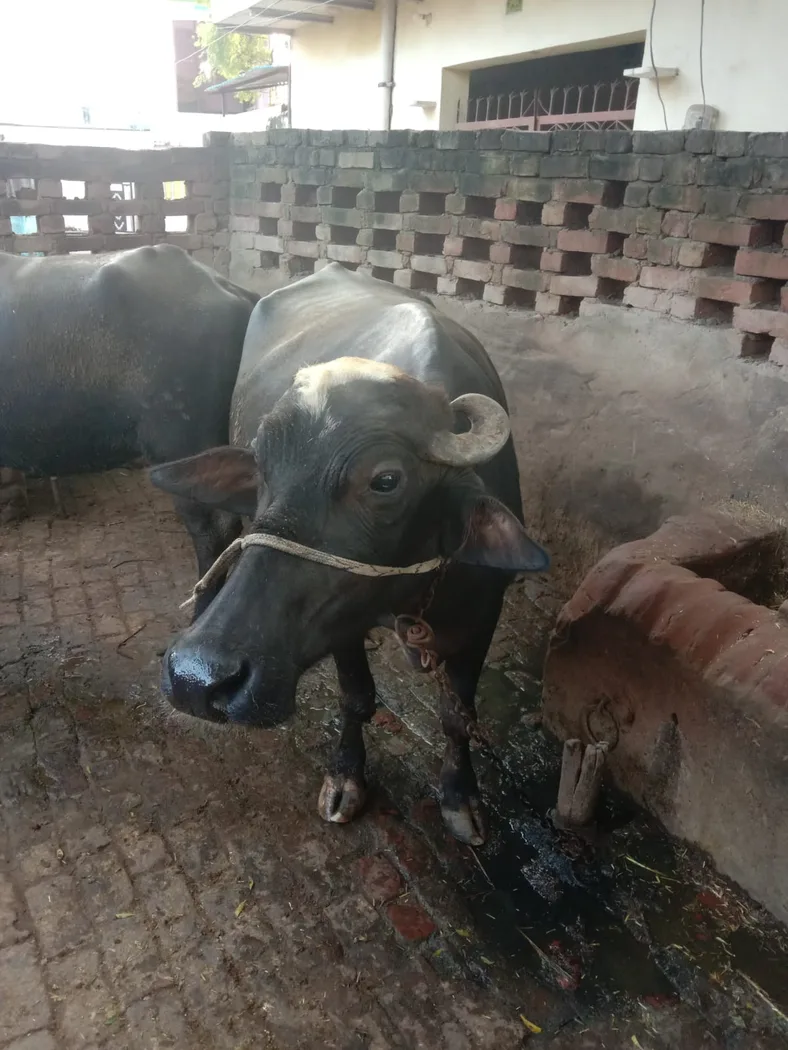 Nili Buffalo N0233 in UTTAR PRADESH