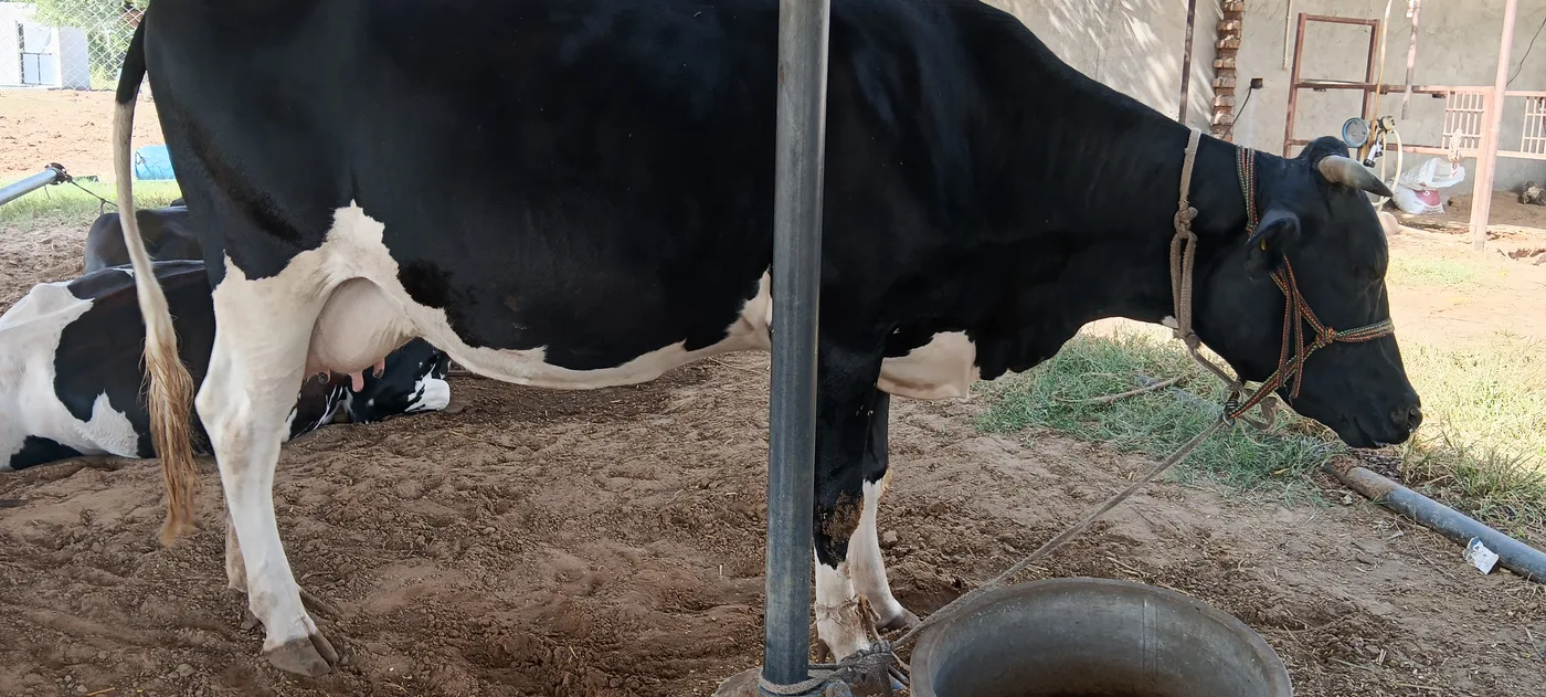 HF Cow H3324 in  RAJASTHAN