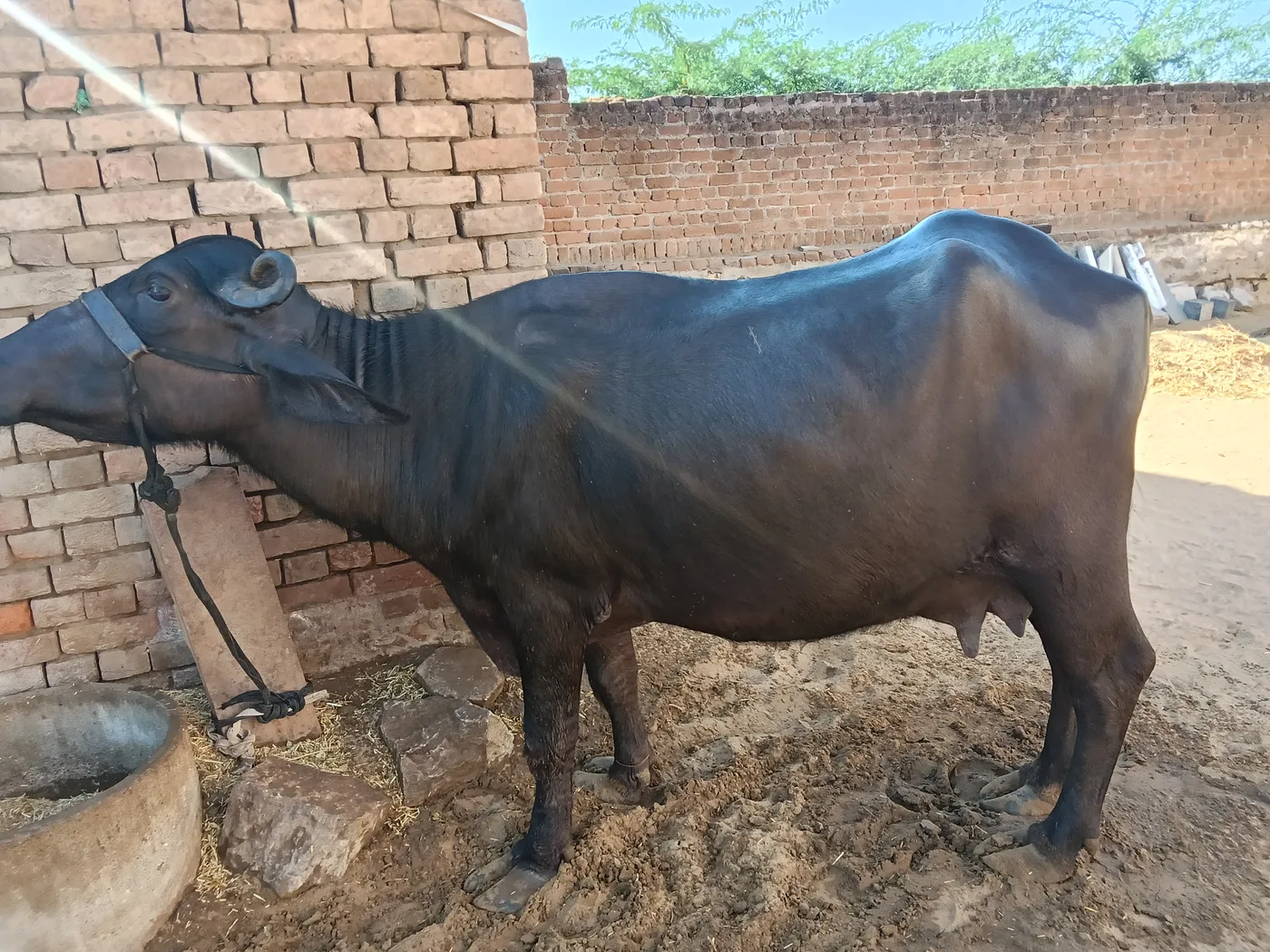 Murrah Buffalo M5282 in  RAJASTHAN