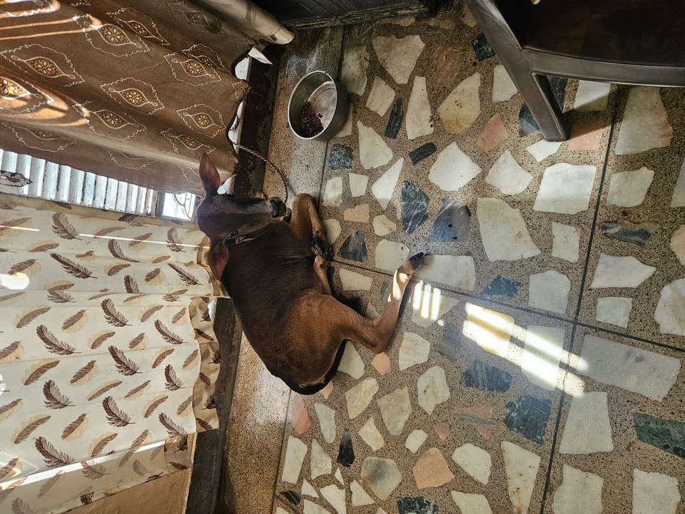 Punganur  Heifer Cow P0226 in  UTTAR PRADESH