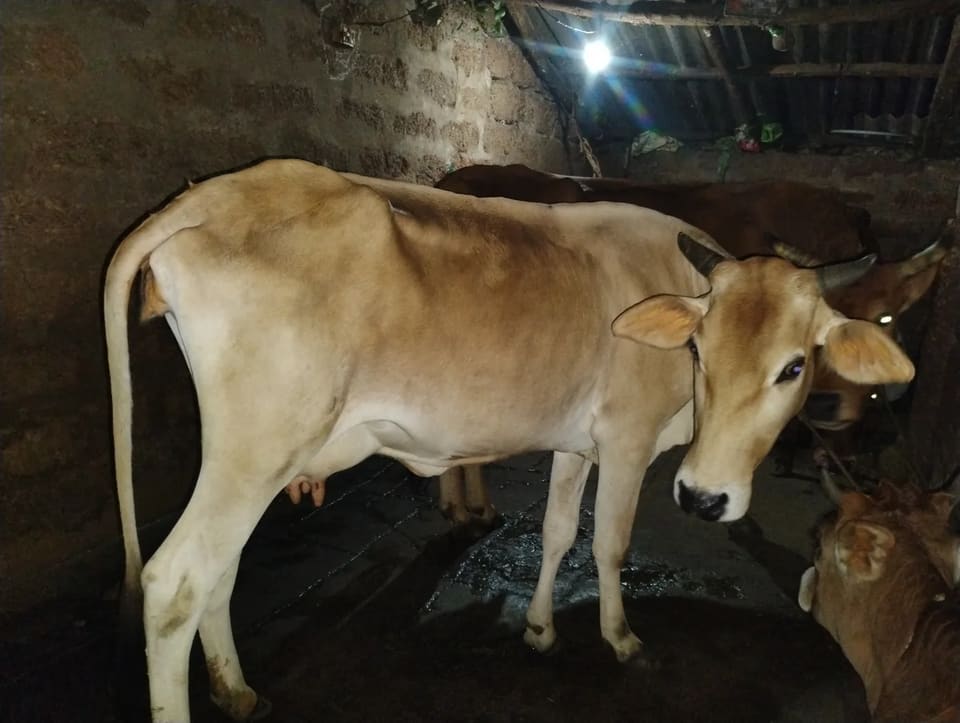 Jersey Cow J1601 in  ODISHA
