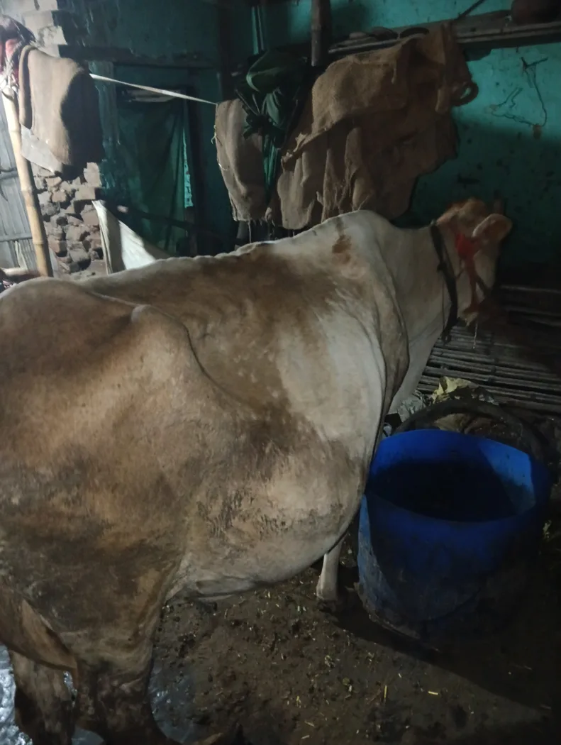 HF Cow in  BIHAR