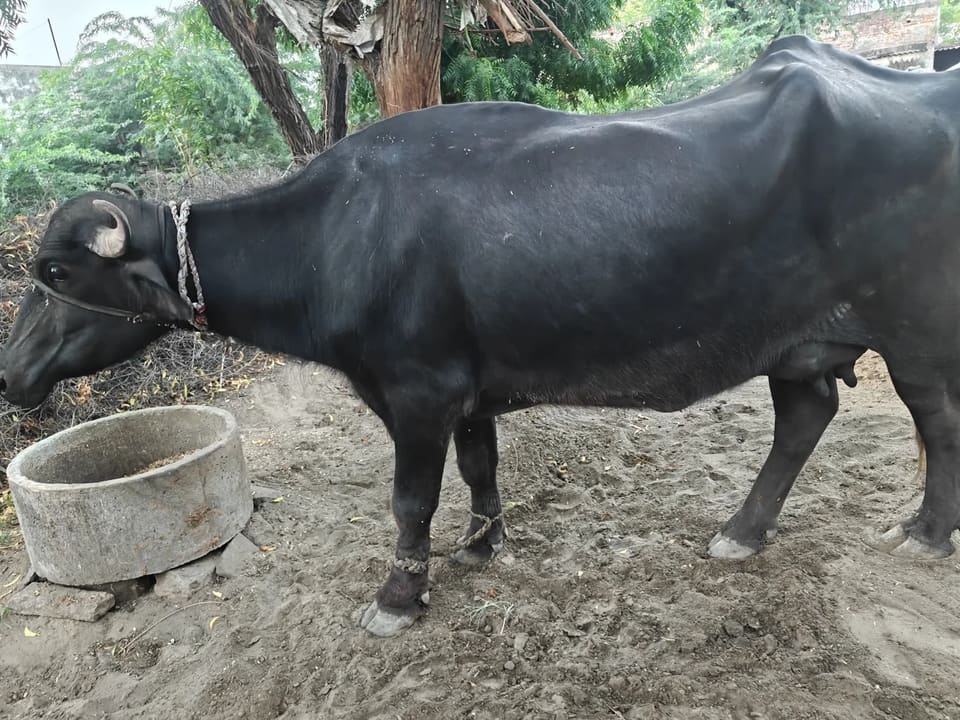 Murrah Buffalo M5215 in  RAJASTHAN