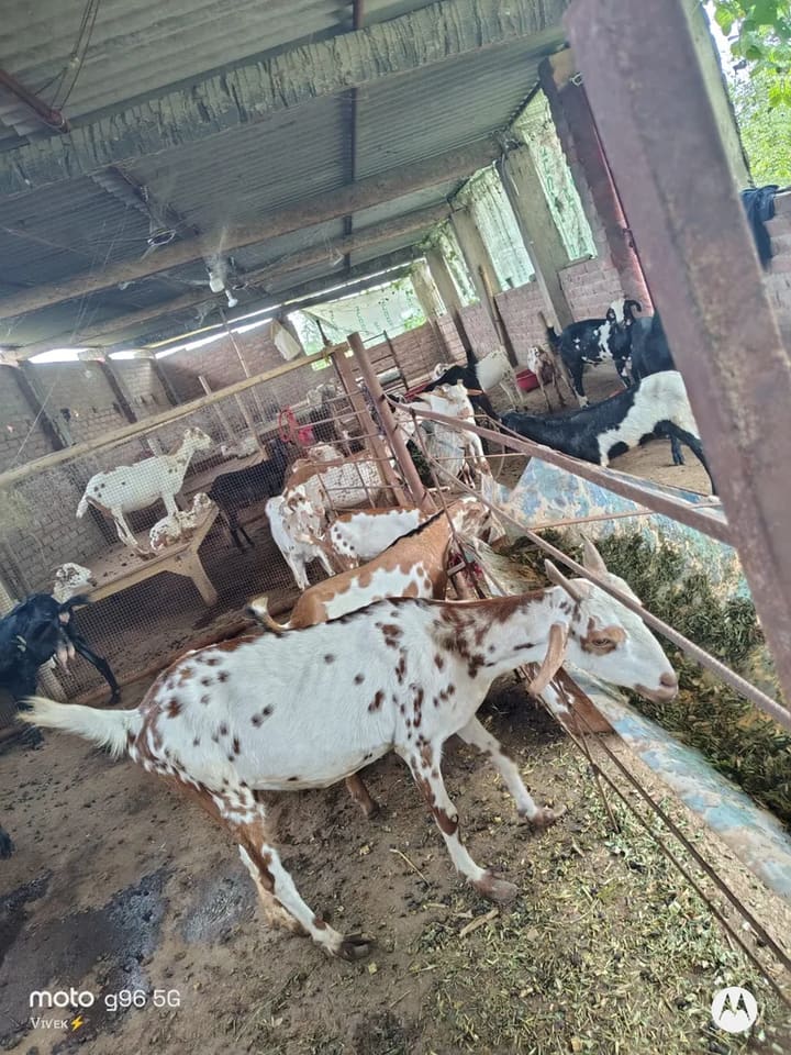 Black Bengal Goat B0104 in  BIHAR