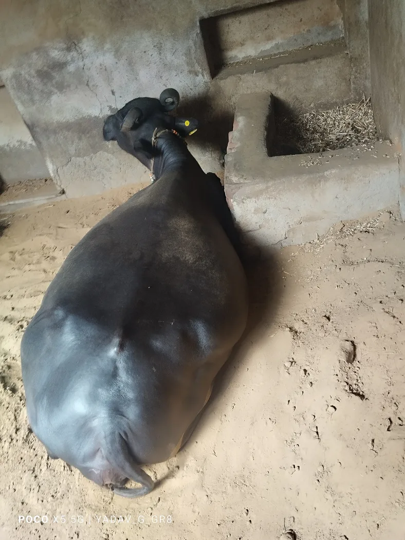 Murrah Buffalo in  RAJASTHAN
