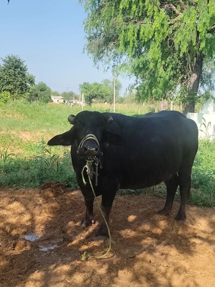Murrah Buffalo in  RAJASTHAN