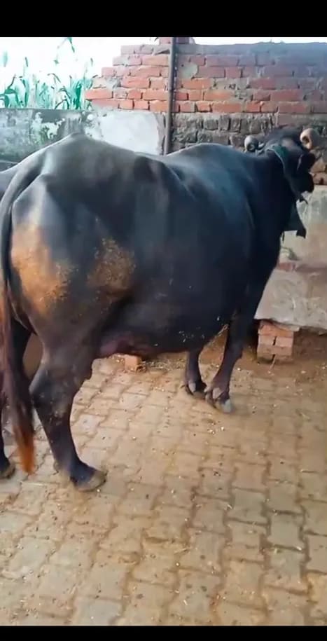 Murrah Buffalo in  RAJASTHAN