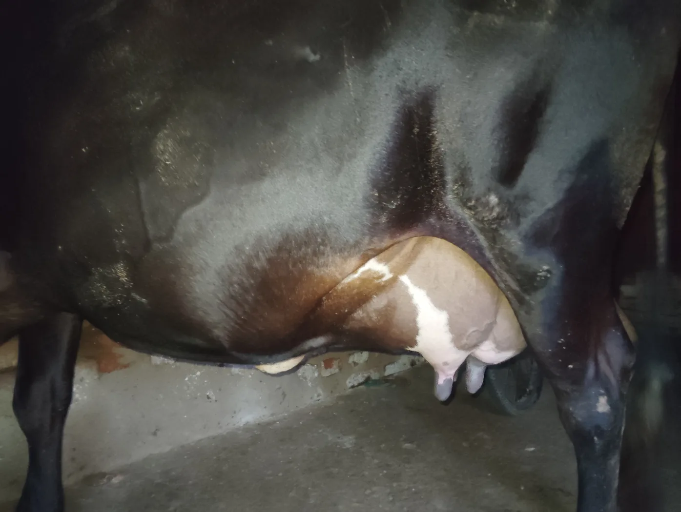 Jersey Cow in  BIHAR