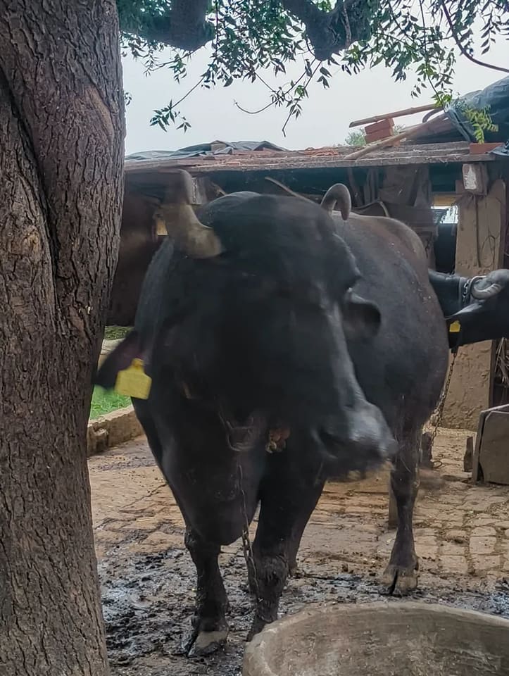 Murrah Buffalo in  RAJASTHAN