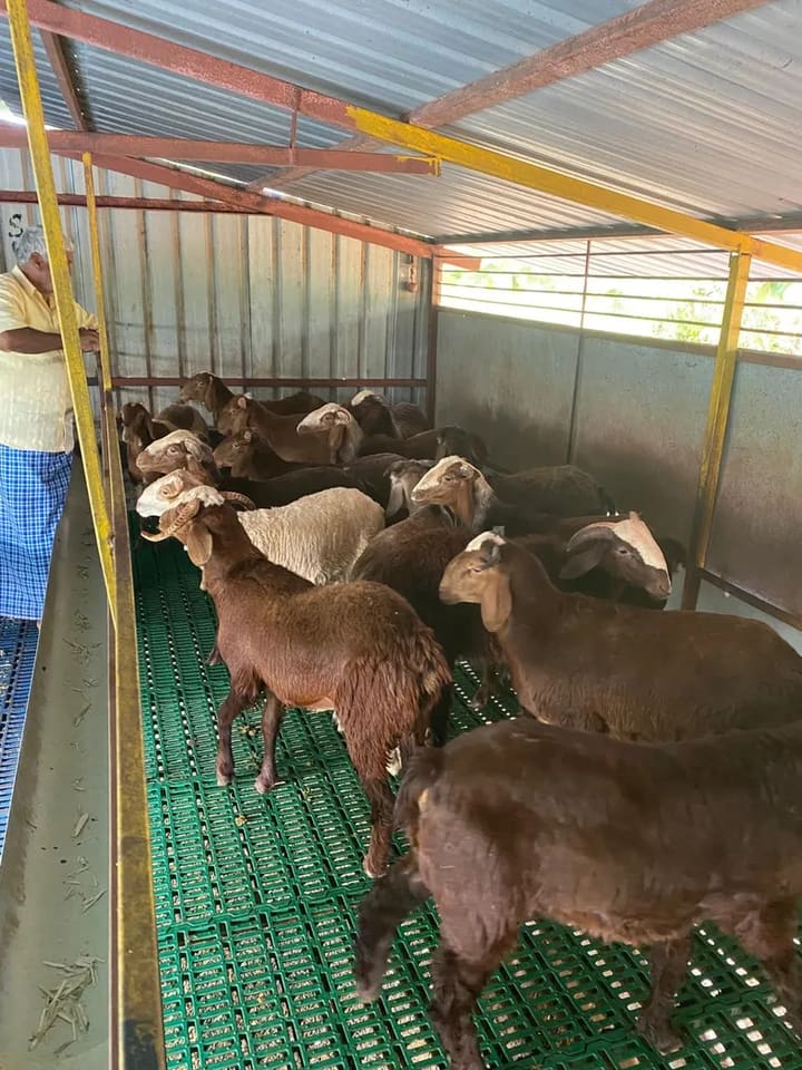 Sindhanoor Sheep in  KARNATAKA