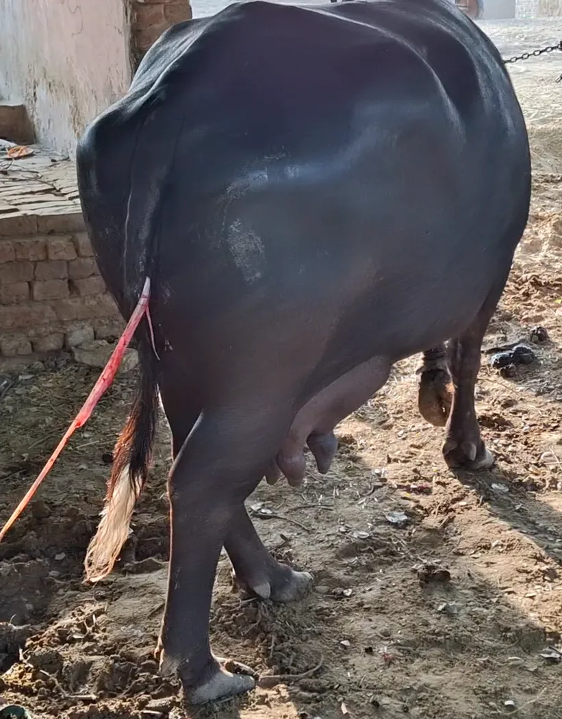 Murrah Buffalo in  RAJASTHAN