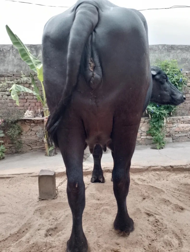 Murrah Buffalo in  RAJASTHAN